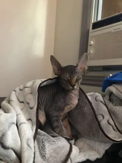 Cherche une bonne famille Chat Sphynx de 15semaines