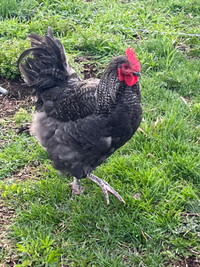 Barred Rock/Conchin cross rooster 
