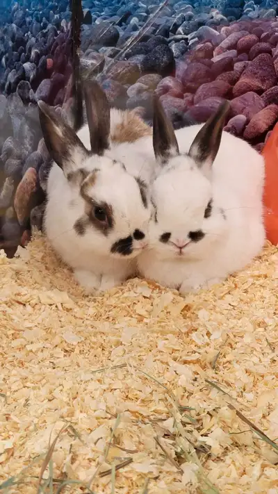 dwarf rabbits, View more