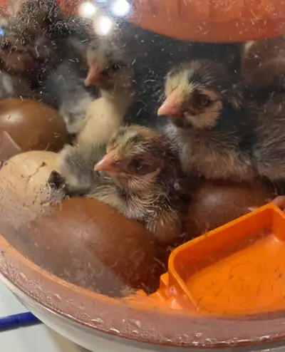 March 16th Silver Laced Wyandotte Chicks, View more