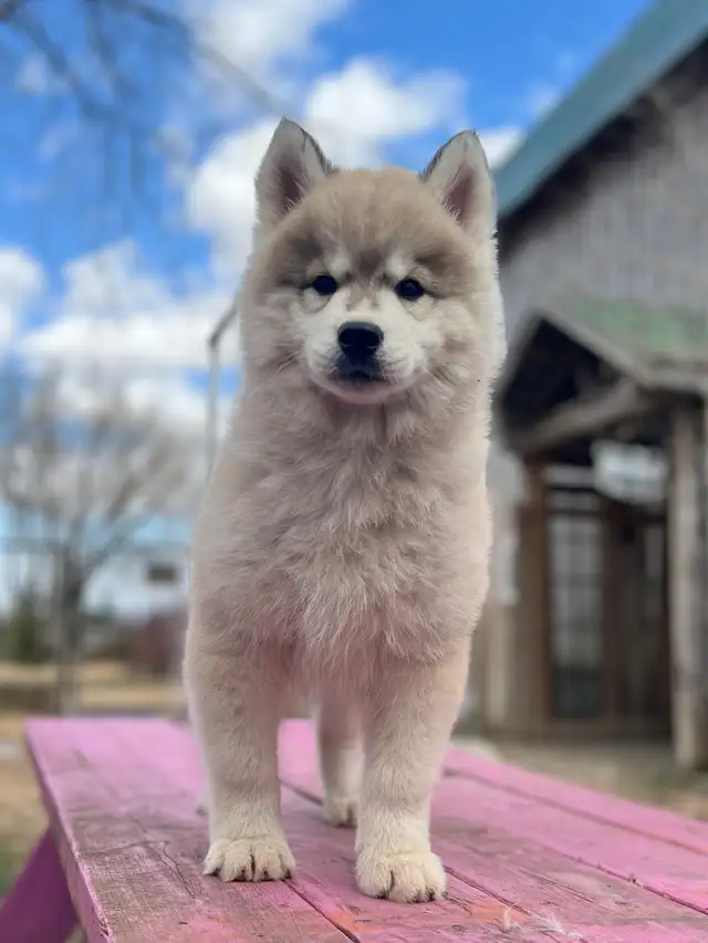Chiots Husky Sibérien in Dogs & Puppies for Rehoming in Longueuil / South Shore - Image 3