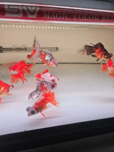 Goldfish on Sale!, View more