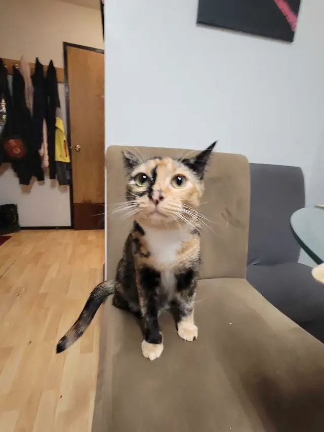 Looking for 2bdrm pet friendly rental in Long Term Rentals in Whitehorse - Image 3