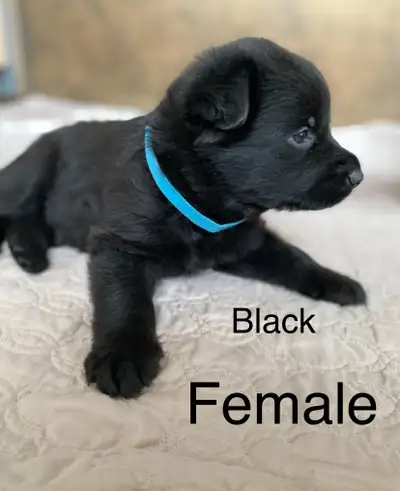 CKC REGISTERED PUREBRED GERMAN SHEPHERD  PUPS FOR SALE, View more