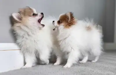 pomeranian puppies 2 boys* size guarantee, View more