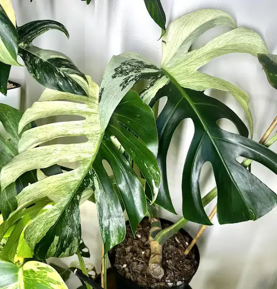 Monstera variegated cuttings upto 2metre length- with many roots in Plants, Fertilizer & Soil in City of Toronto - Image 5