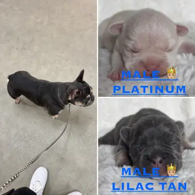 Bonjour je vous présente 2 mâles disponible en adoption PRÊT LE 30 MAI mâle lilac tan photo 1 & mâle...