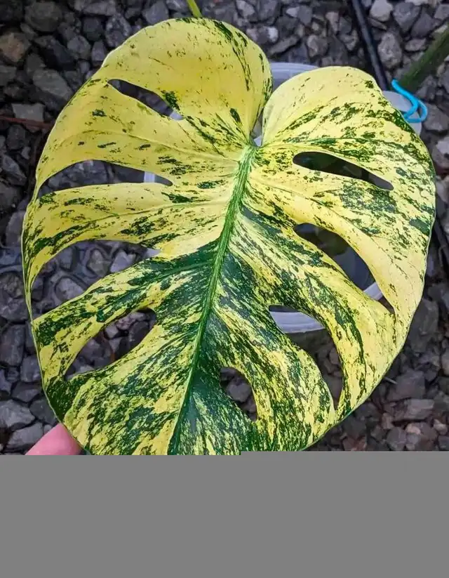 Flash sales on rare monstera wetsticks- 3 wetsticks $100 in Plants, Fertilizer & Soil in City of Toronto - Image 7