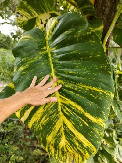 Coupe fraiche _ pothos Hawaian, View more