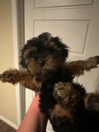 Adorable yorkies available