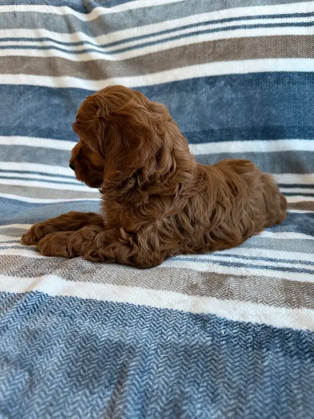 ❤️Home Raised Mini Cockapoo's With A 2 Year Health Guarantee❤️ in Dogs & Puppies for Rehoming in City of Toronto - Image 5