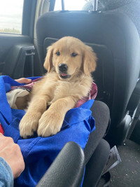 Searching for an adult female golden retriever 