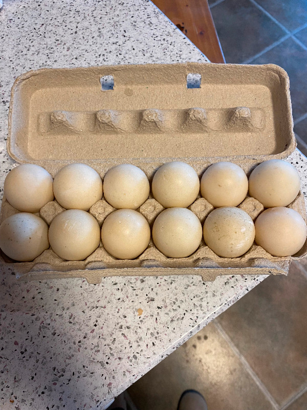 Duck eggs dans Animaux de ferme  à Medicine Hat