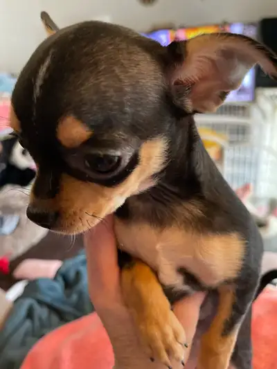 I have a short haired female and a long haired male available they are both tri coloured the female...