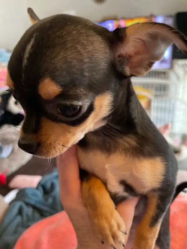 Applehead small chihuahuas in Dogs & Puppies for Rehoming in Ottawa - Image 5
