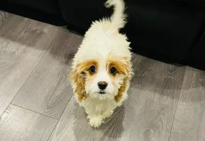 Mini Cockapoo puppies, View more