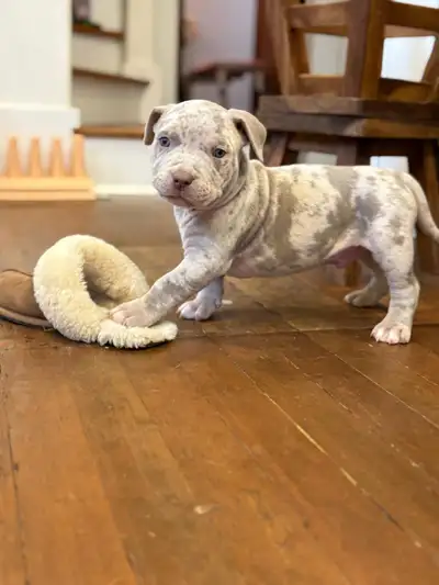 DESIGNER Litter!!! Limited edition Brutus x Luna. Purebred American Bully XL and XXL. Dad is registe...