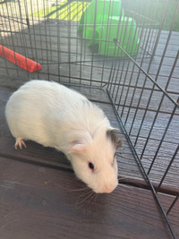 Male Guinea Pig Rehoming