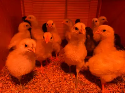 Pure bred Ayam Cemani chicks, and unique Zombie chicks available. 2 weeks old Zombies $25 each Ayam...