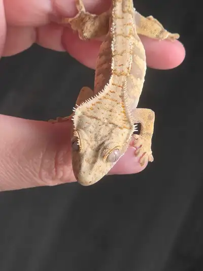 Juvenile Crested Geckos, View more