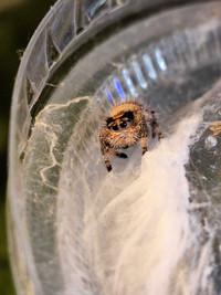 Baby jumping spiders!