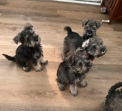 Miniature Schnauzer puppy for sale., View more