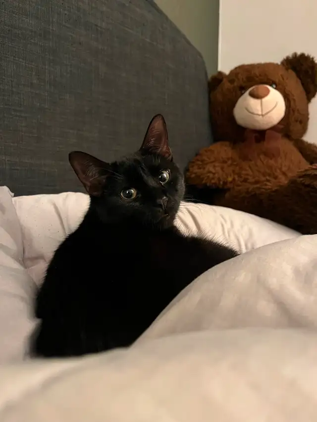 Young black kitten in Cats & Kittens for Rehoming in City of Montréal - Image 3