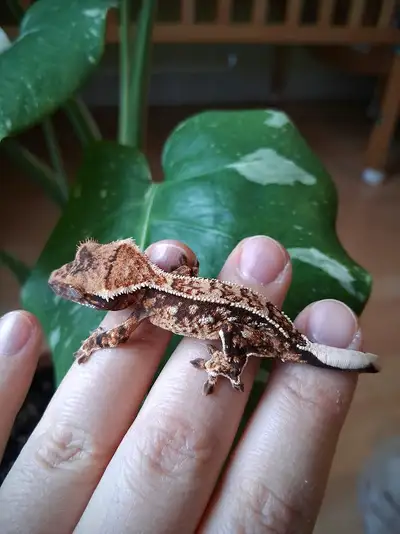 Bébé gecko à crête harlequin tricolore drippy, View more