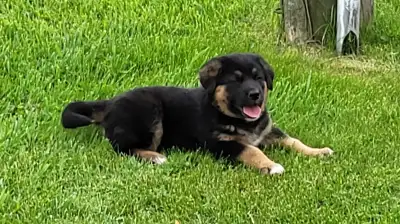 Adorable Bernese Mountain Dog German Shepherd cross puppies. These sweet little pups are ready for t...