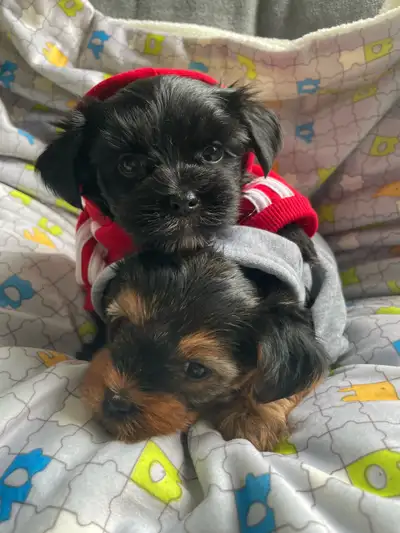 SWEET YORKIE PUPPIES, View more