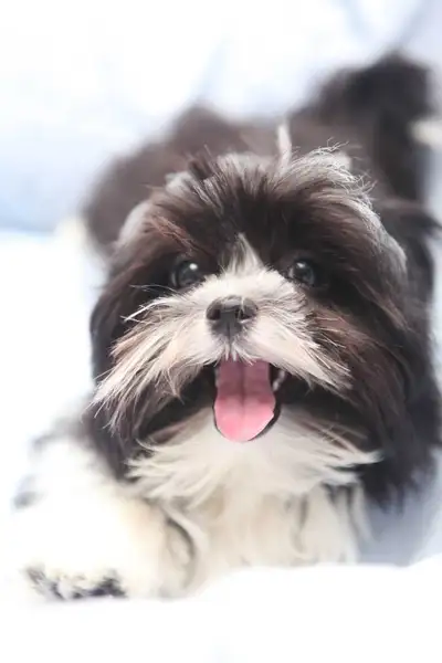Havanese X Puppy available for adoption, View more