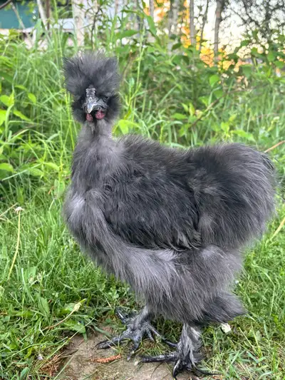 silkie roosters, View more