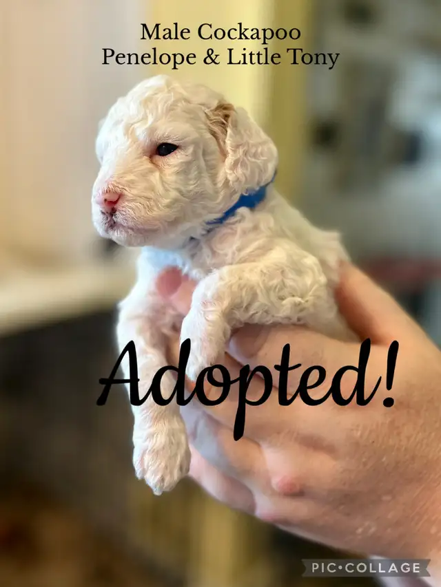Cockapoo Puppies | Dogs & Puppies for Rehoming | Dartmouth | Free local ...