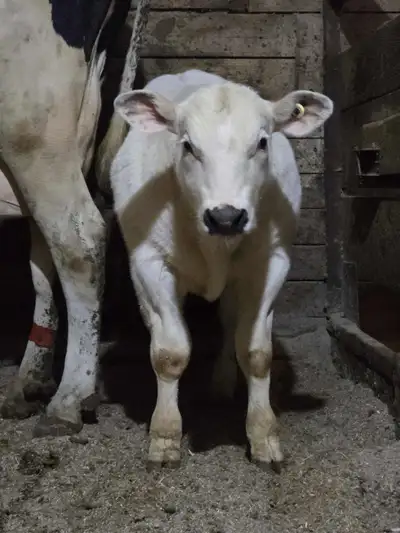 Polled Belgian Blue embryos, View more