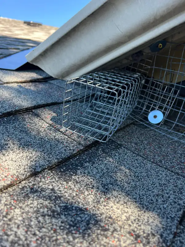 \\\ Squirrels & Raccoons ️- Removal & Protect Your Roof ///62864354713474122