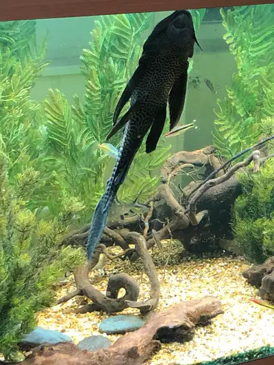 Plecotomus in beautiful pattern brown color Size : 12 inch Also have small and big pleco’s available...