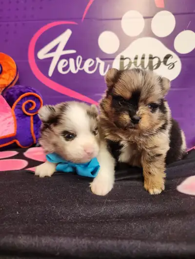 J'ai une portée de chiots Poméraniens teacup en pleine santé, qui cherchent leur nouvelle famille Ma...
