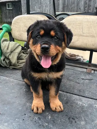Magnifiques Chiots Rottweiler, View more
