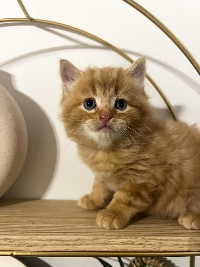 chatons persan X calico dans Chats et chatons à adopter  à Lanaudière - Image 4