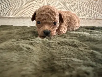 micro toy poodle fully grown 2-3 pounds, View more