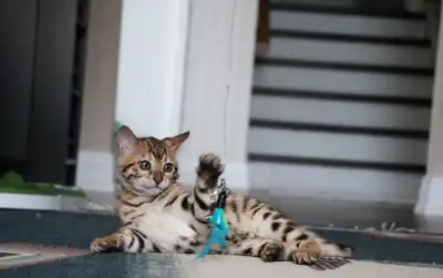 TICA Registered Bengal female kitten, View more