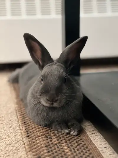 NEUTERED rabbit for rehoming, View more