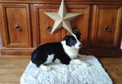 AUSTRALIAN SHEPHERD/BORDER COLLIE!!!!!, View more