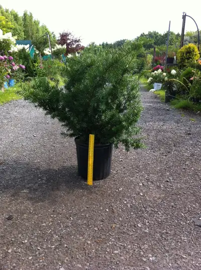 Plants !  Plants !  Plants !, View more