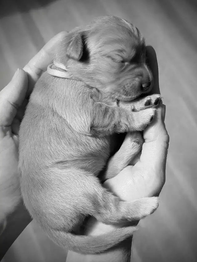pure-bred Golden Retriever puppies in Dogs & Puppies for Rehoming in Owen Sound - Image 4