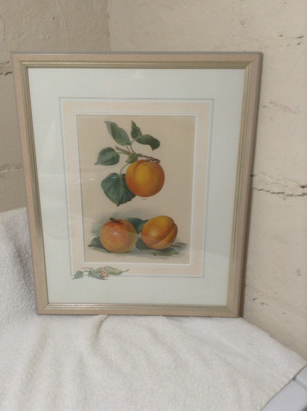 Framed Fruit Prints in Arts & Collectibles in City of Toronto - Image 2