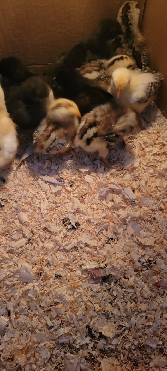 Baby chicks Livestock Calgary Kijiji