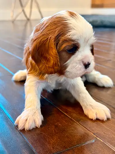 Our last little love is still searching for his forever family! This sweet, affectionate Blenheim bo...