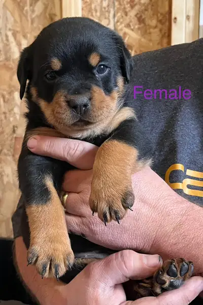 ***RED, BLACK, BLUE, GREEN MALES ALL SOLD. *** ~ONLY FEMALE IS AVAILABLE~ Rottweiler puppies born Ma...