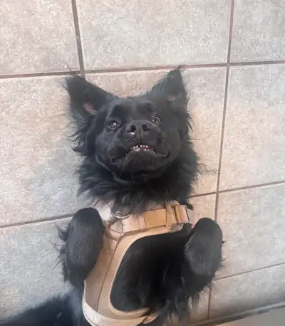 Arlo Needs A Forever Home: The Right Forever Home, View more